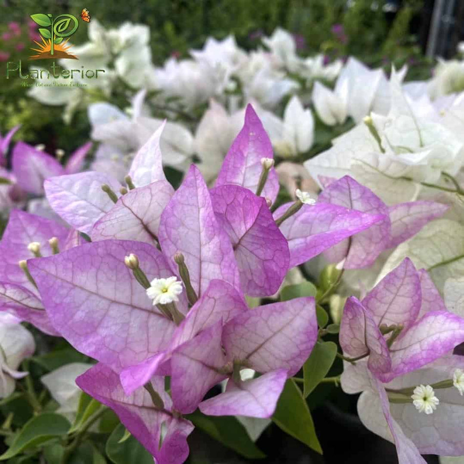 Wajid Ali Saha Bougainvillea