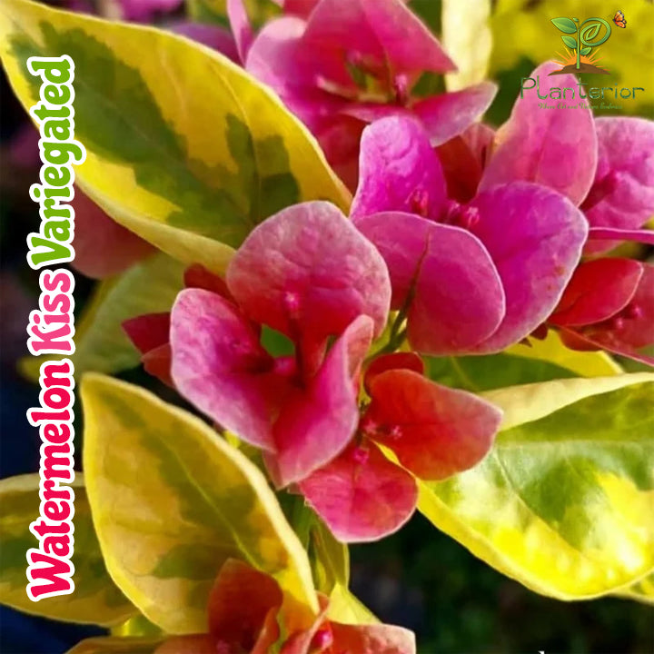ওয়াটারমেলন কিস ভেরিগ্রেটেড বাগানবিলাশ | Watermelon Kiss Variegated Baganbilash | Watermelon Kiss Variegated Bougainvillea Grafted