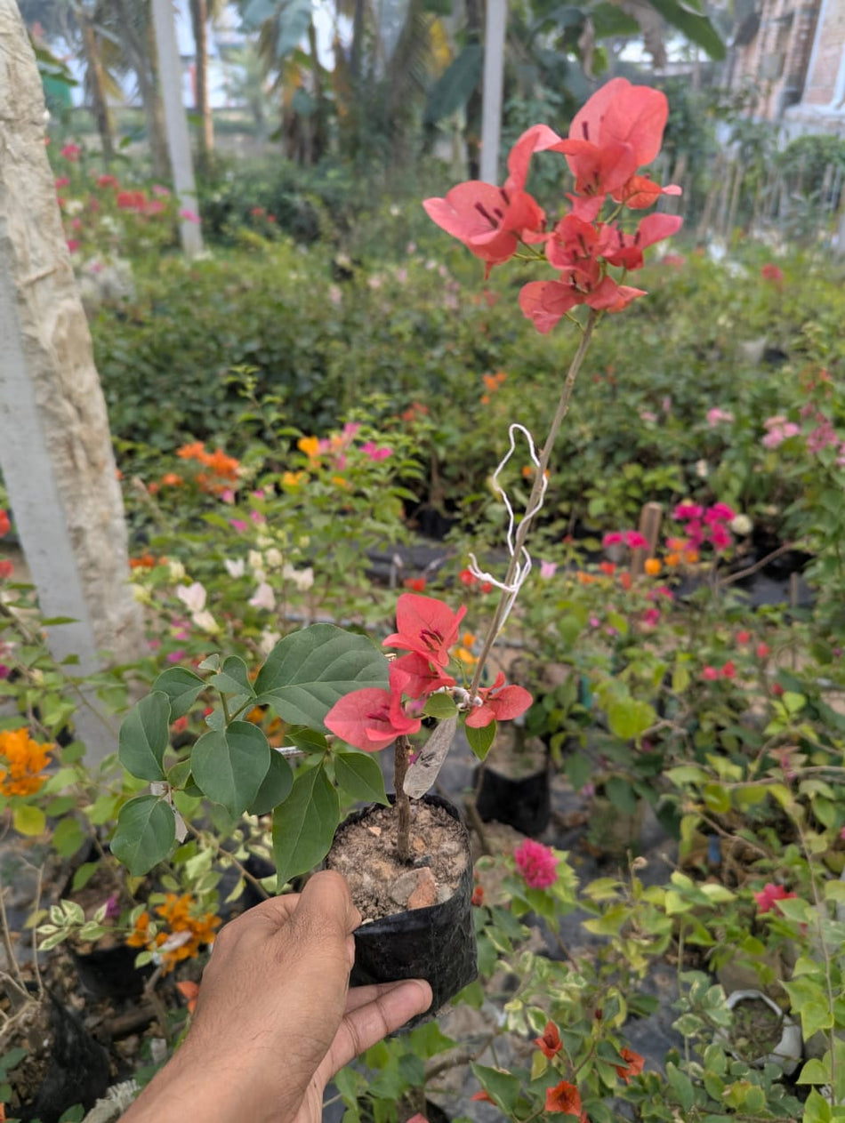 ওয়াটারমেলন কিস বাগানবিলাশ | Watermelon Kiss Baganbilash | Watermelon Kiss Bougainvillea Grafted
