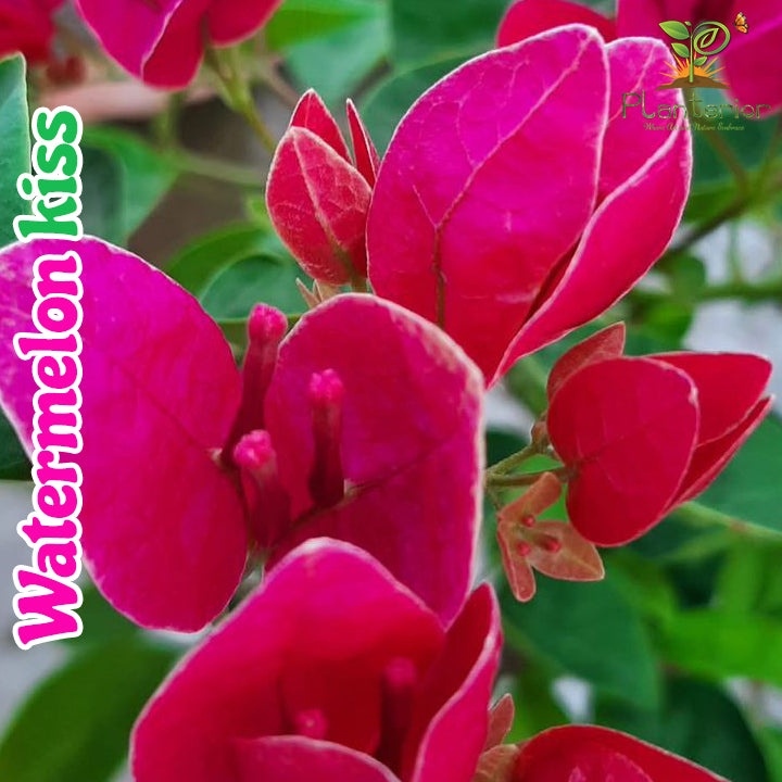 ওয়াটারমেলন কিস বাগানবিলাশ | Watermelon Kiss Baganbilash | Watermelon Kiss Bougainvillea Grafted