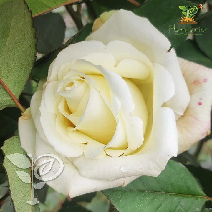 White Avolance Rose