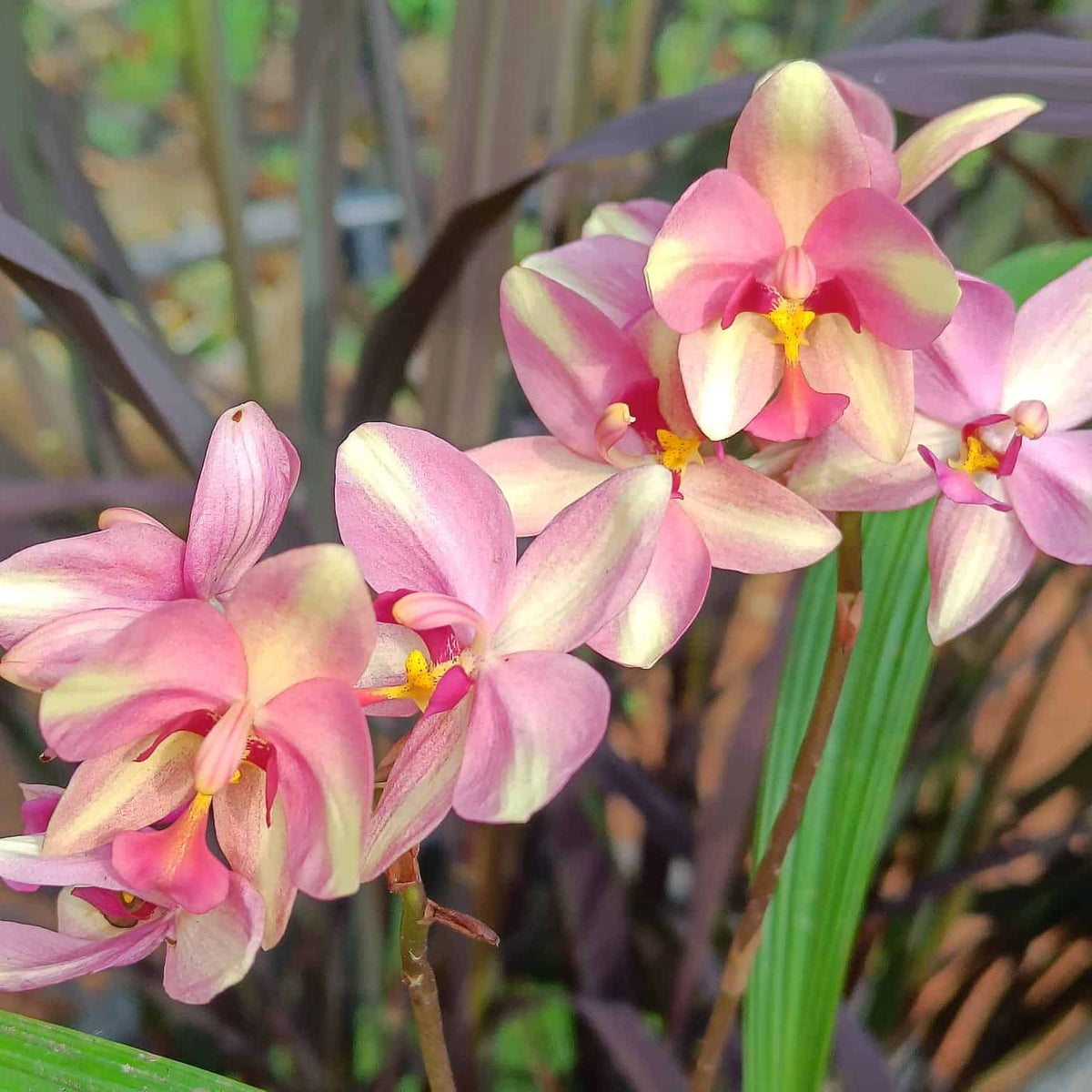 Ground Orchid Orange