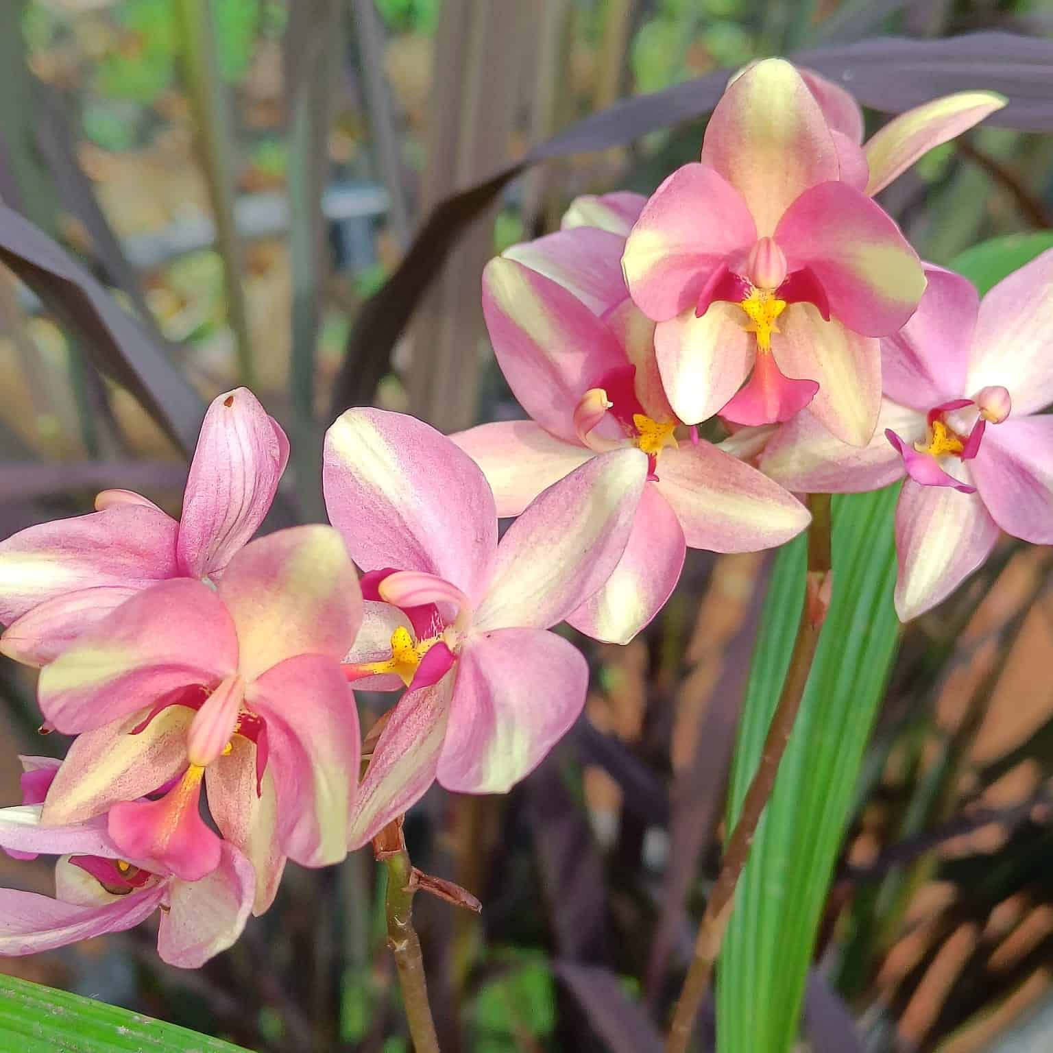 Ground Orchid Orange