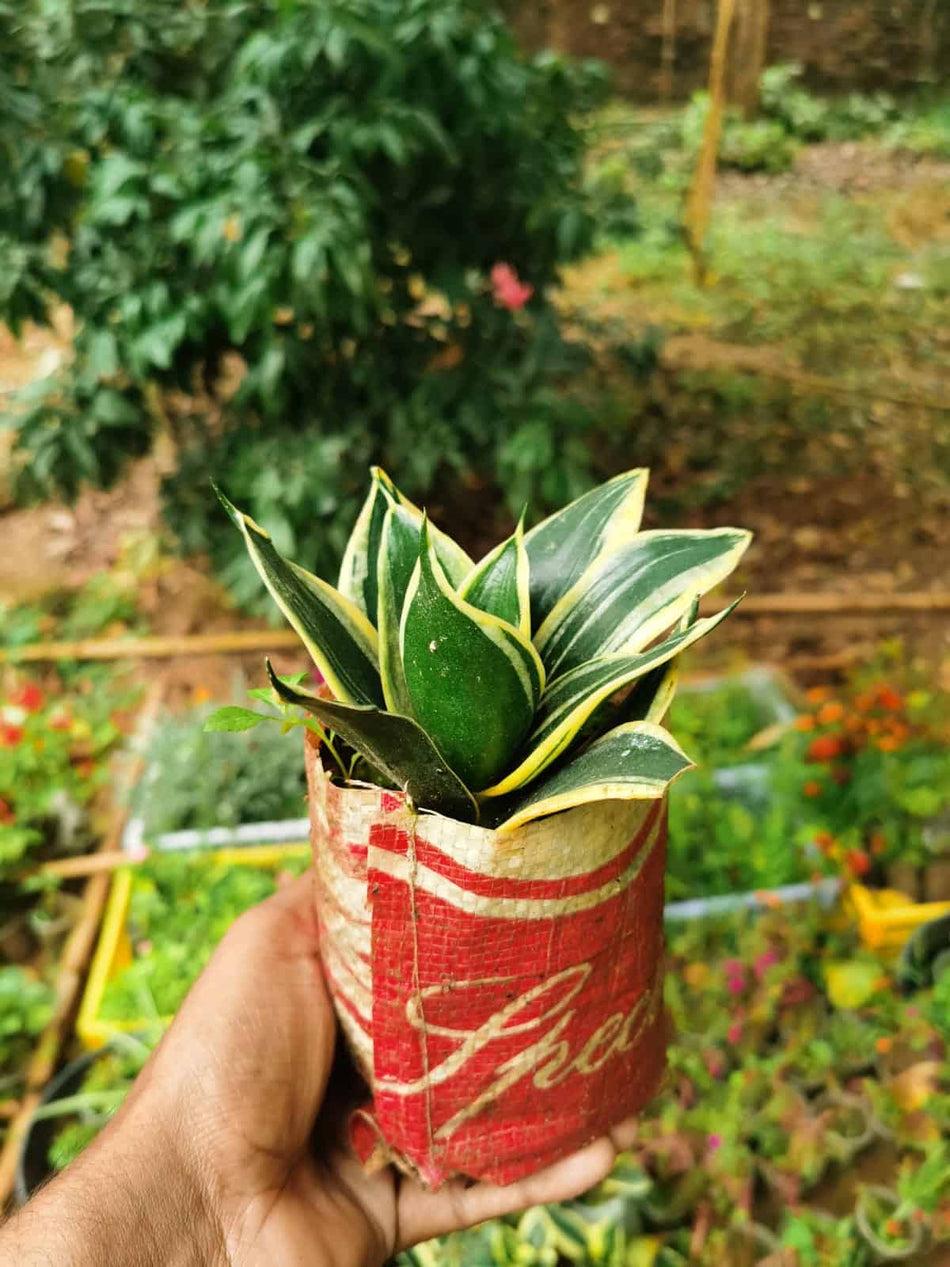 ড্রয়াফ স্নেক প্ল্যান্ট | Dwarf Snake Plant | Unique Snake Plant | Sansevieria Trifasciata | Variegated Snake Plant | Indoor Plant | Full Indoor Plant