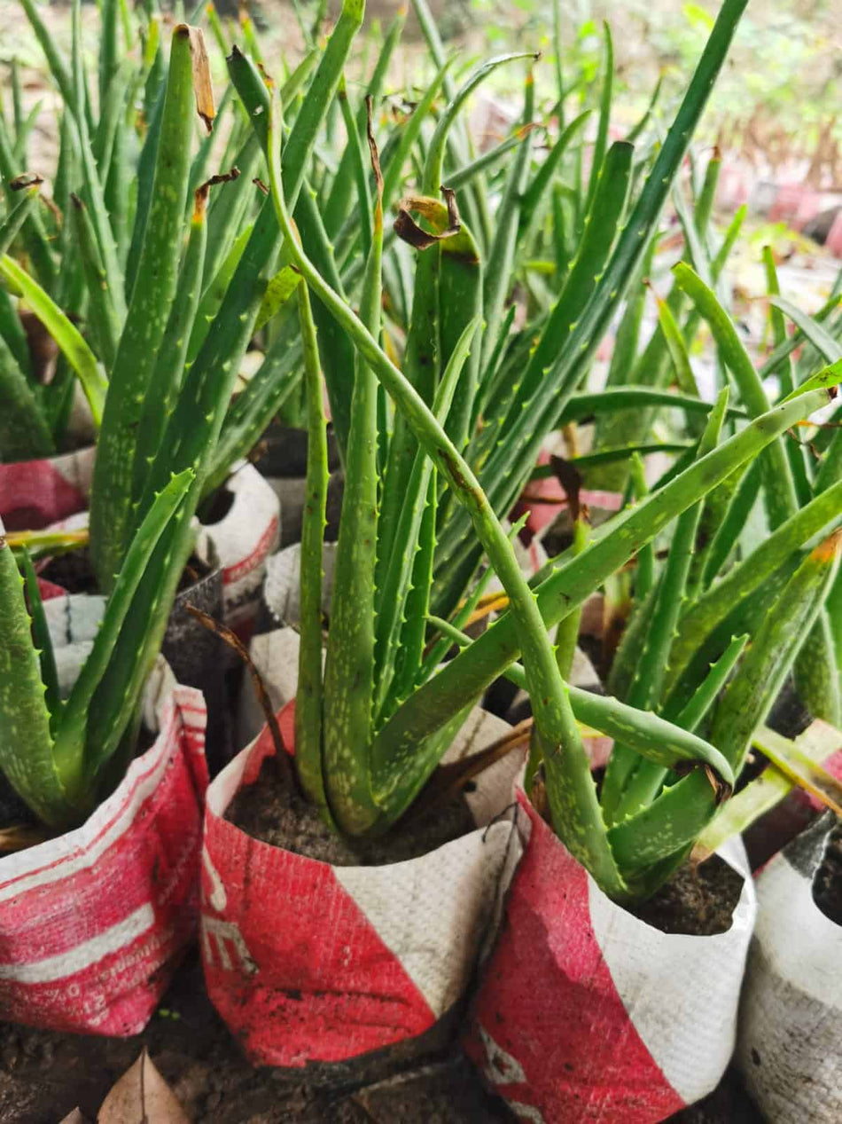অ্যালোভেরা চারা দেশি | Aloe Vera Plant Deshi