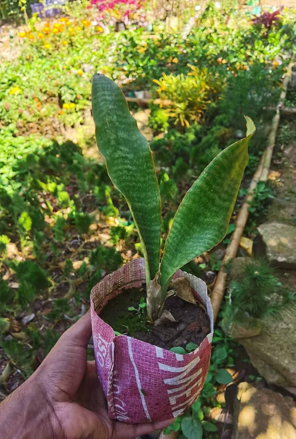 সবুজ স্নেক প্ল্যান্ট | Snake Plant Green | Green Sansevieria Trifasciata | Variegated Snake Plant | Indoor Plant | Full Indoor Plant