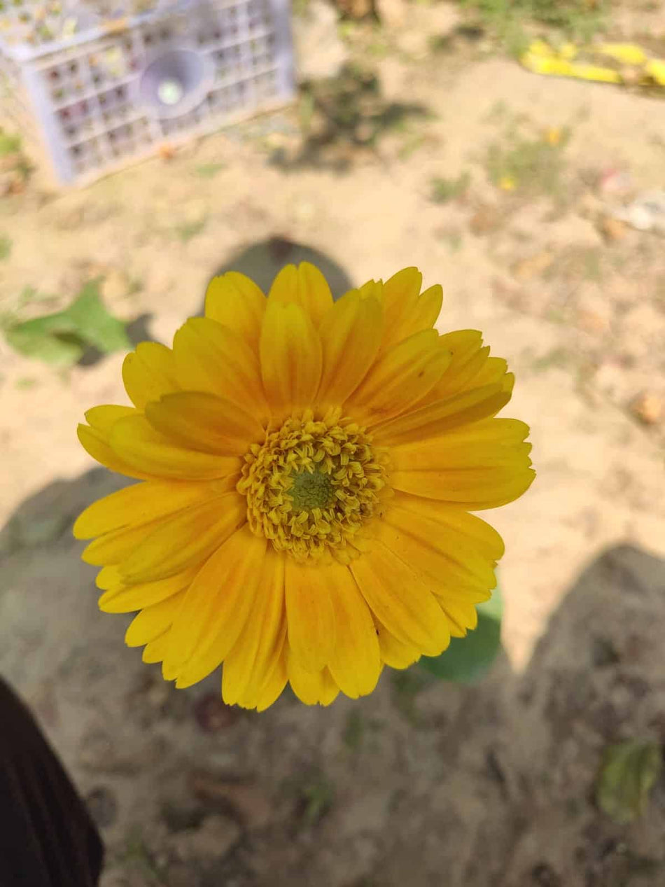 হলুদ ডোয়ার্ফ জারবেরা ফুল গাছ | Yellow Dwarf Gerbera Plant | Transvaal daisy Plant