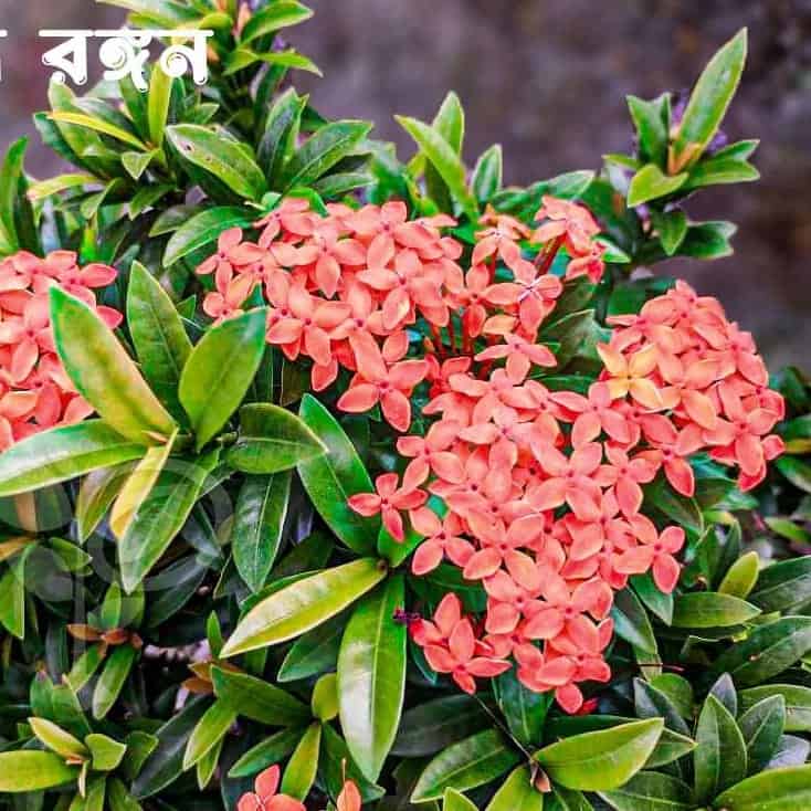 Mini Orange Ixora