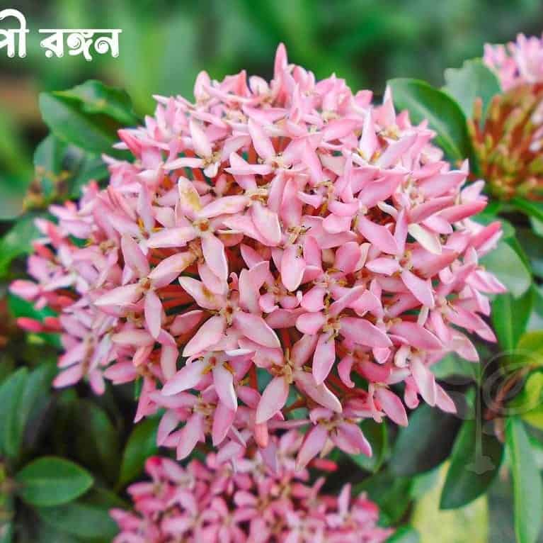 Mini Pink Ixora