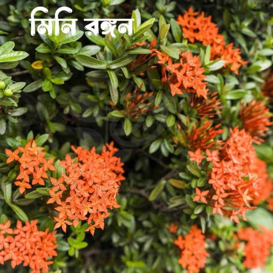 মিনি লাল রঙ্গন | Mini Red Ixora | Lal Rangan