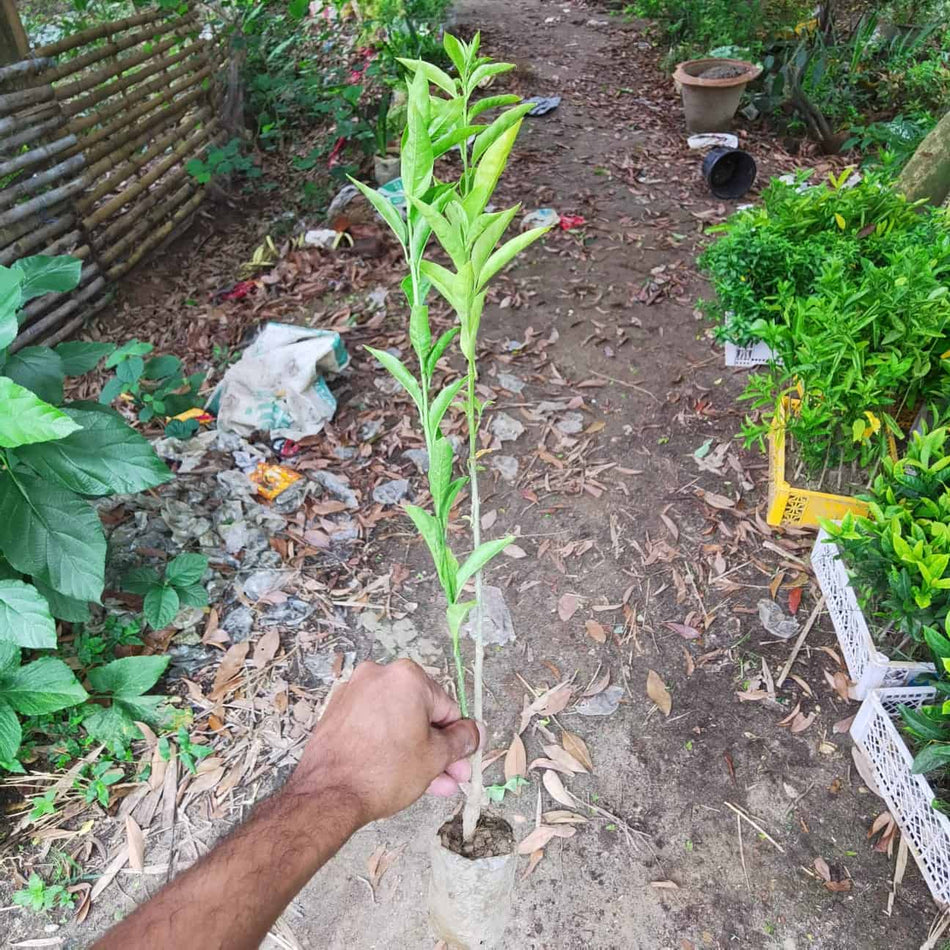 হাসনাহেনা ফুলের চারা | Night-Blooming Jasmine | Hasnahena | Cestrum Nocturnum