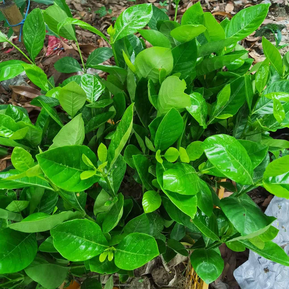 গন্ধরাজ ফুলের চারা | Gardenia Jasminoides