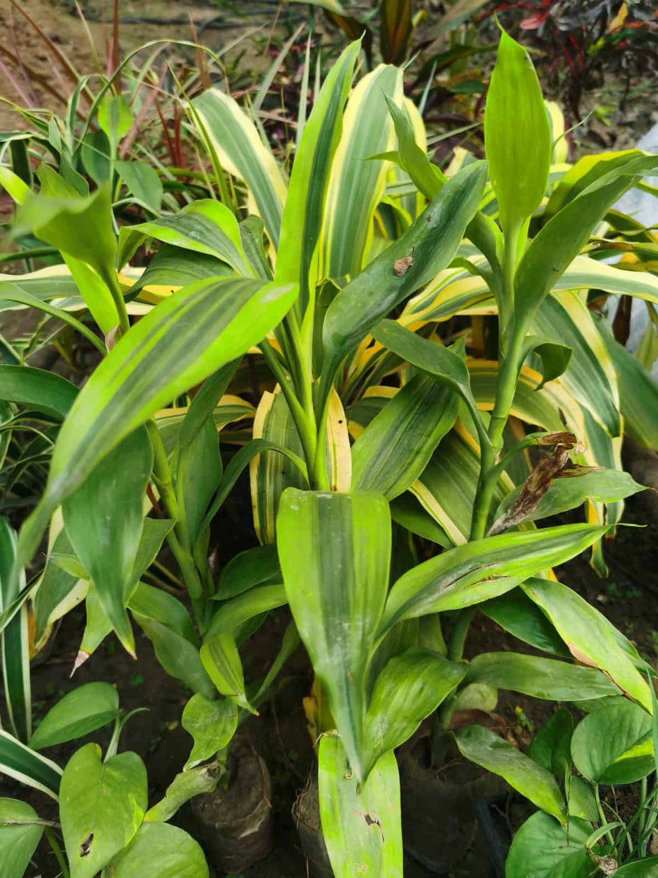 লাকি ব্যাম্বু | Lucky Bamboo | Indoor Plant-03