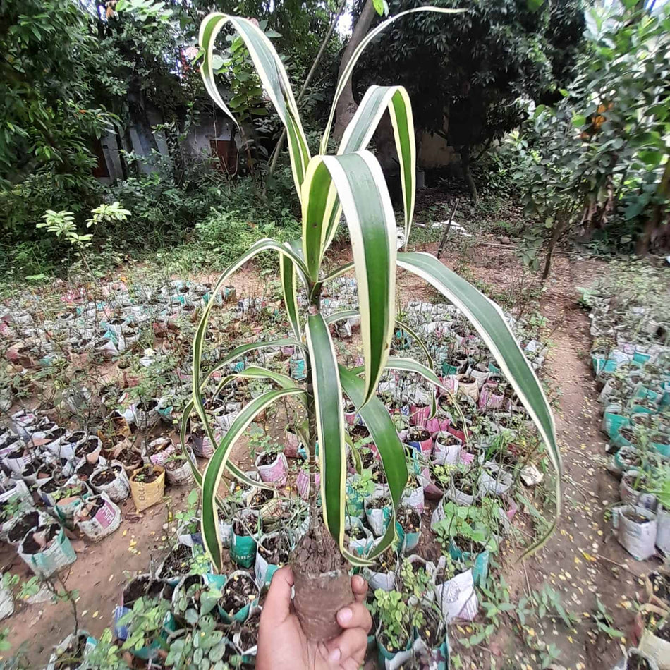 লাকি ব্যাম্বু | Lucky Bamboo | Indoor Plant-02