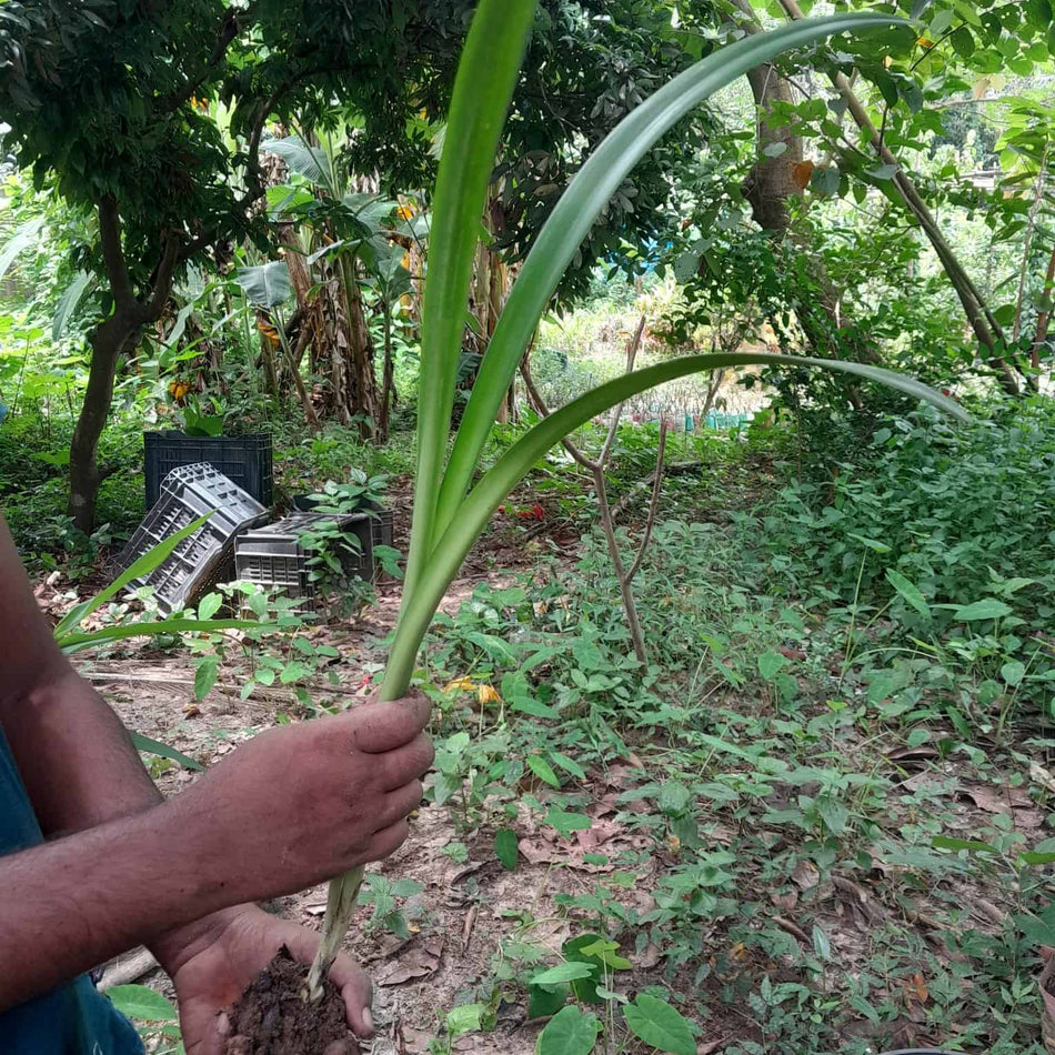 অ্যামেরিলিস লিলি গোলাপি | Amaryllis Lily Pink