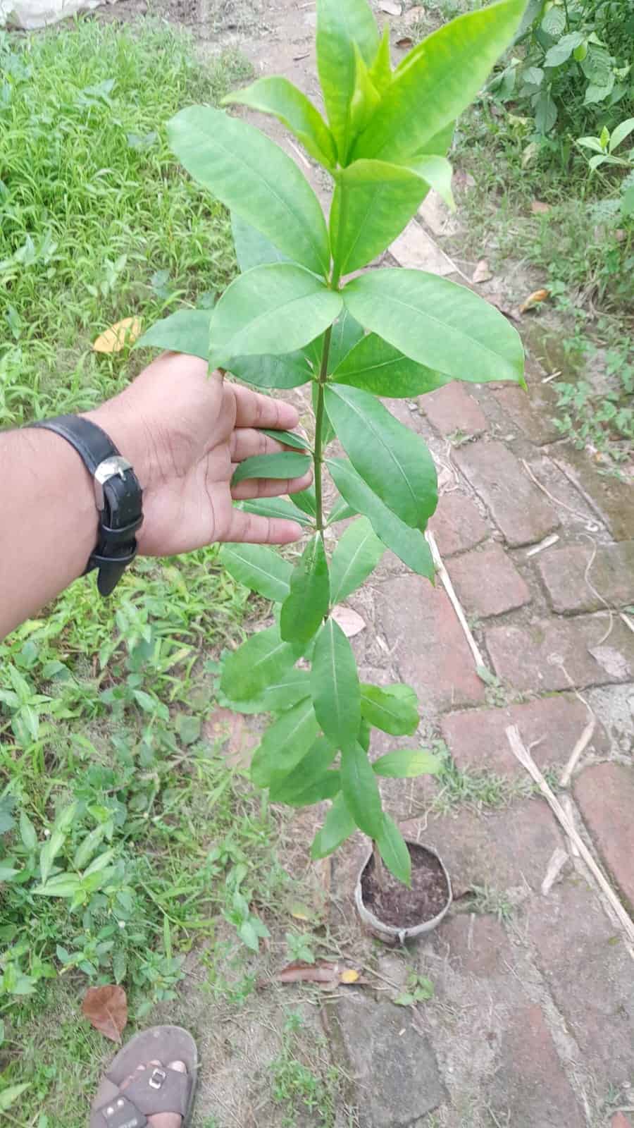 অলকানন্দা | এলামুন্ডা | Allamanda Flower