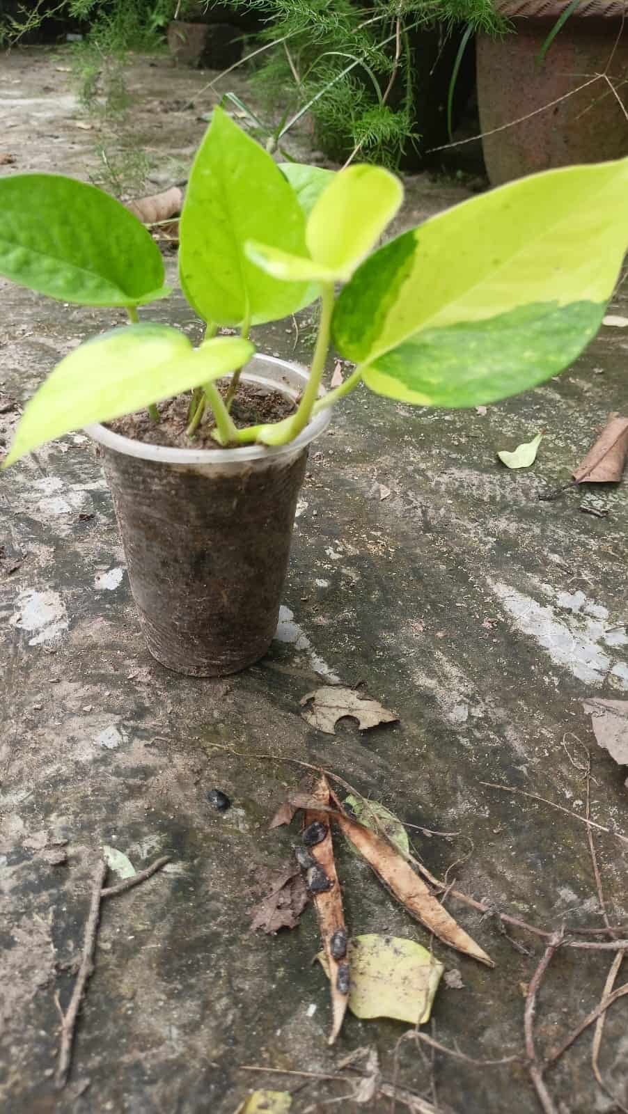 নিয়ন মানি প্ল্যান্ট | নিয়ন পথস | Neon Pothos | Neon Money Plant