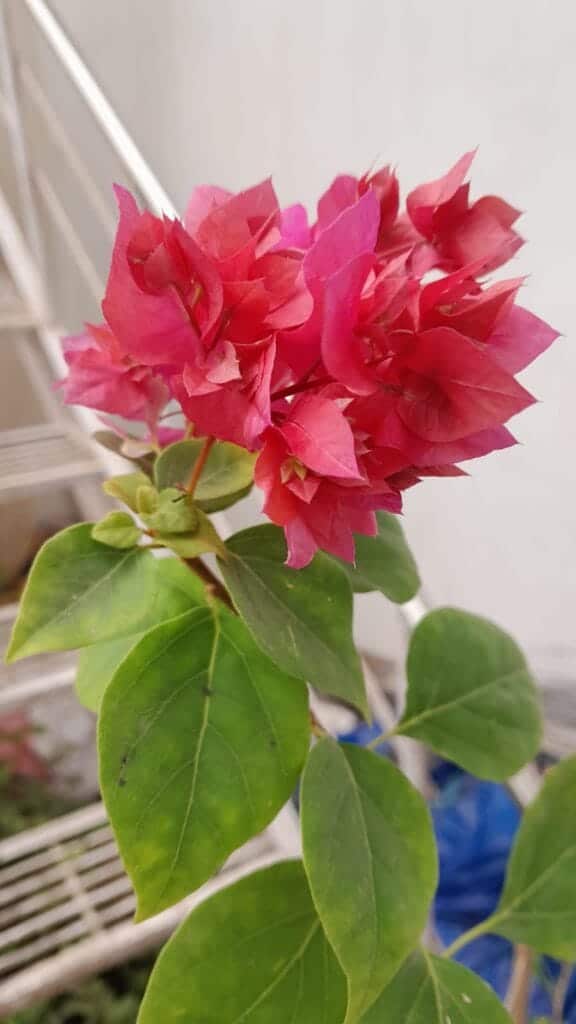 মাহারা রেড বাগানবিলাস | Mahara Red Baganbilash | High Blowing Bougainvillea | লাল বাগানবিলাস