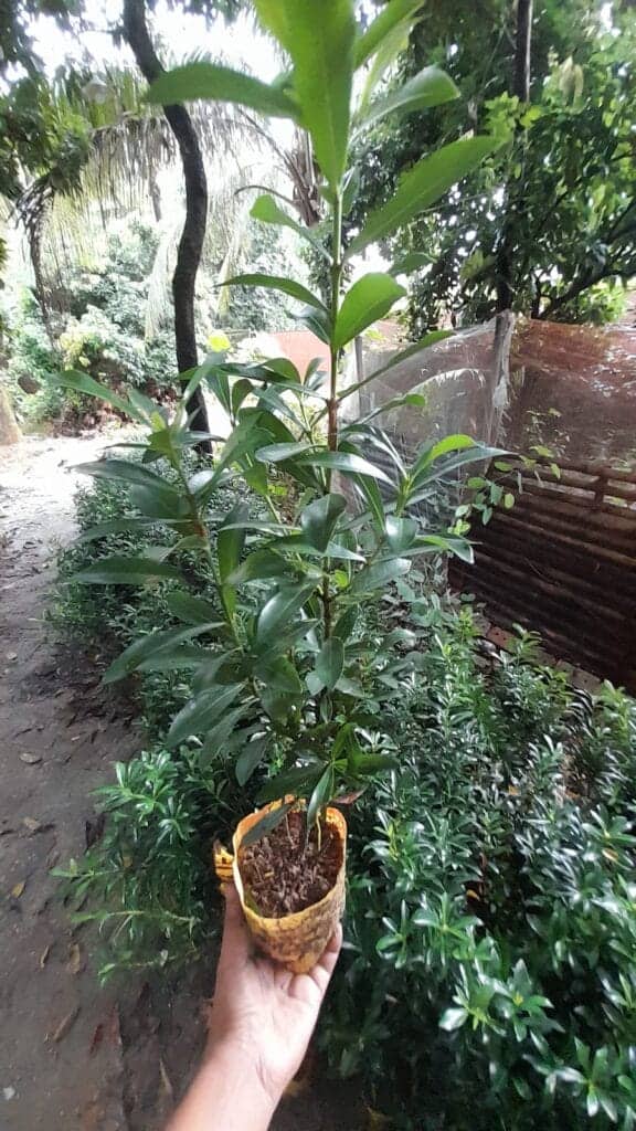 মিনি লাল রঙ্গন | Mini Red Ixora | Lal Rangan