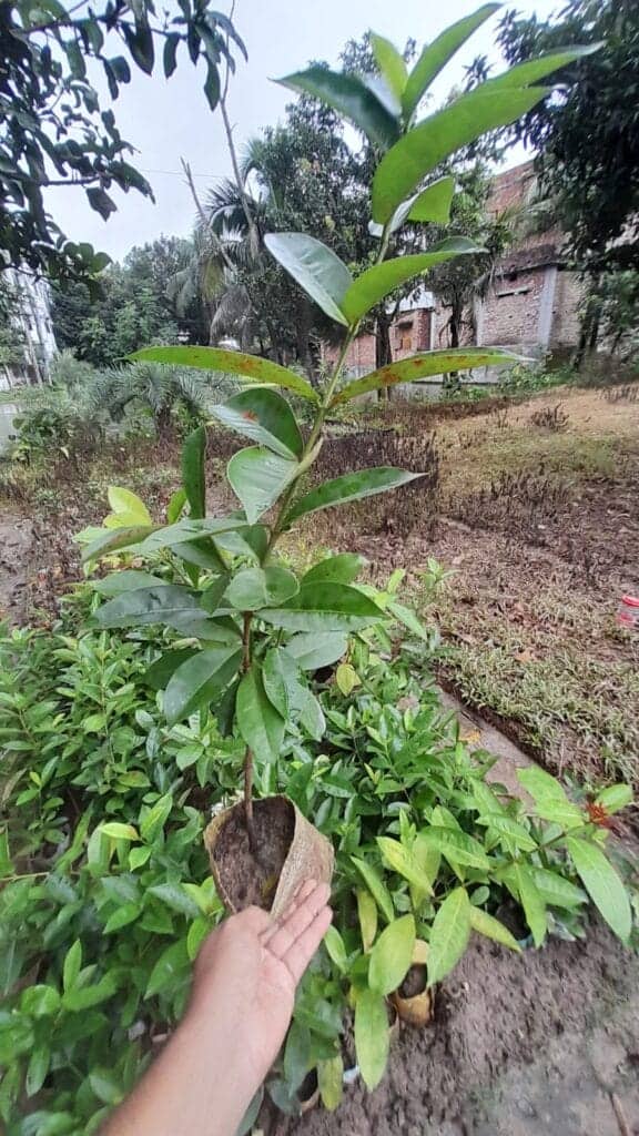 কাঁঠালি হলুদ রঙ্গন | Yellow Ixora