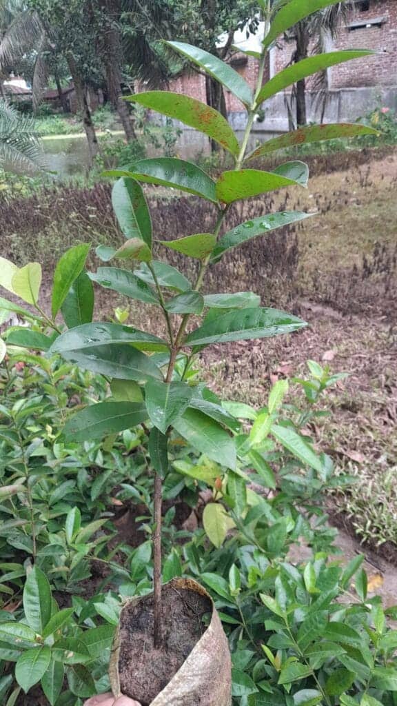 পিংক রঙ্গন | Pink Ixora | Golapi Rangan