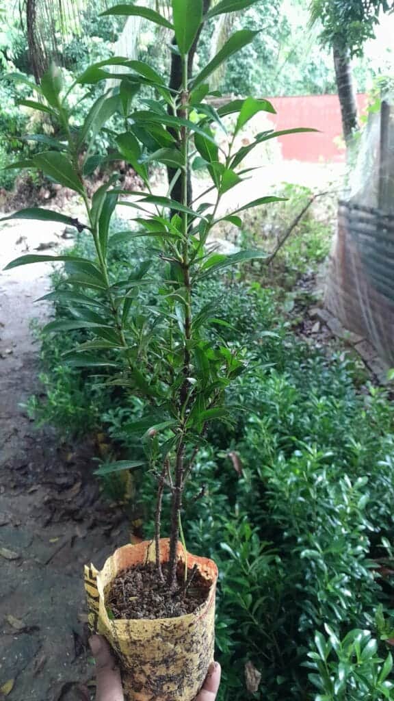 মিনি অরেঞ্জ রঙ্গন | Mini Orange Ixora