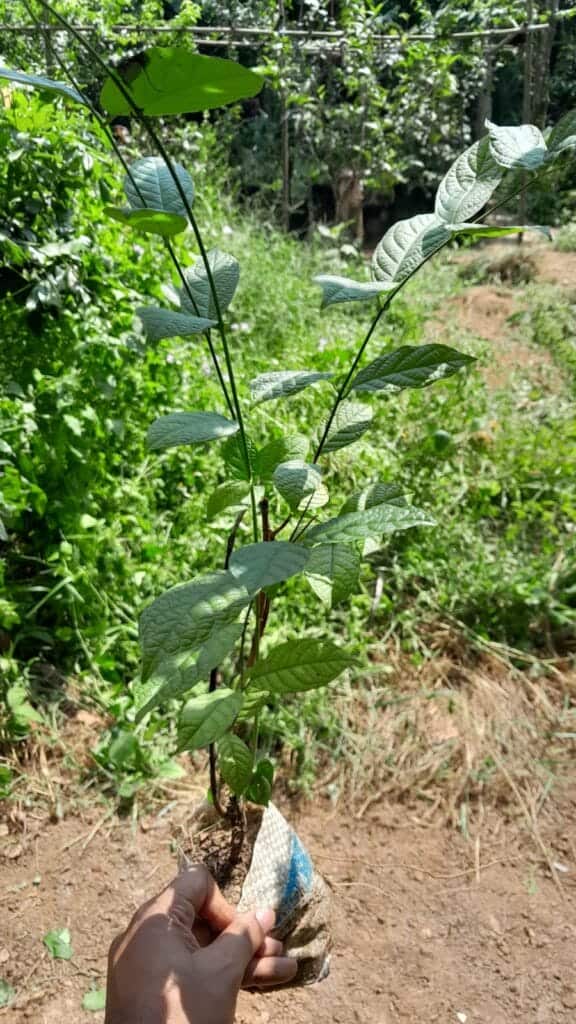 মাধবীলতা ফুল গাছ | Modhumonjuri | Madhobilota | Madhumalti Flower Plant | Jasminum sambac
