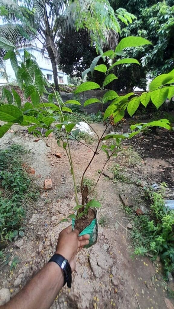 হাইব্রিড মাধবীলতা | Hybrid Madhobilota | মধুমালতি | মধুমঞ্জরী | Madhumalti | Combretum Indicum