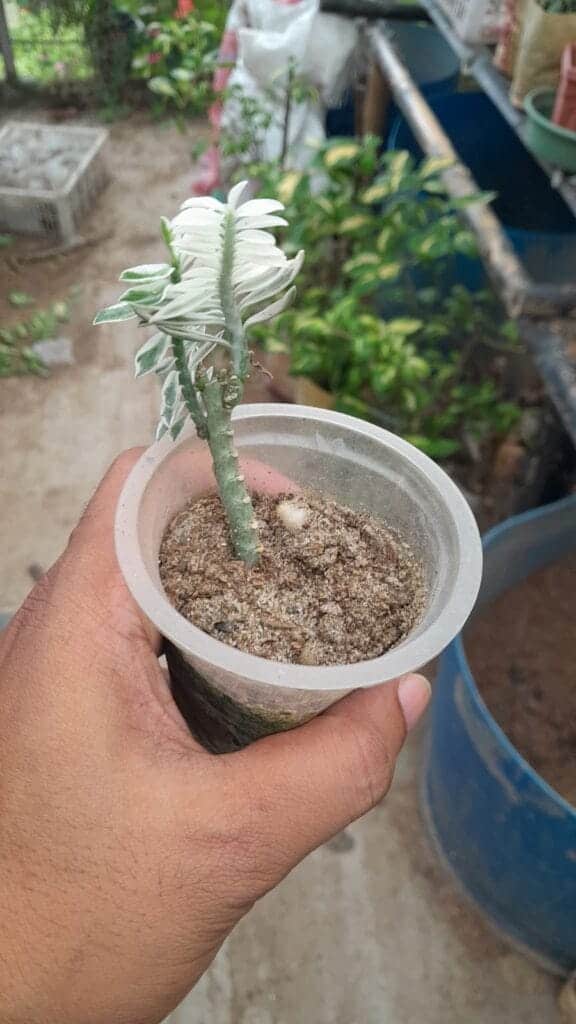 ভেরিগেটেড ডেভিলস ব্যাকবোন প্লান্ট | Variegated Devil's Backbone Plant | Indoor Plant