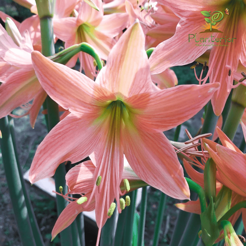 অ্যামেরিলিস লিলি গোলাপি | Amaryllis Lily Pink