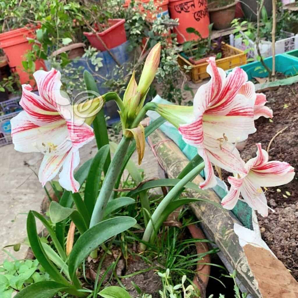 অ্যামেরিলিস লিলি লাল সাদা বাল্ব | Red White Amaryllis Lily