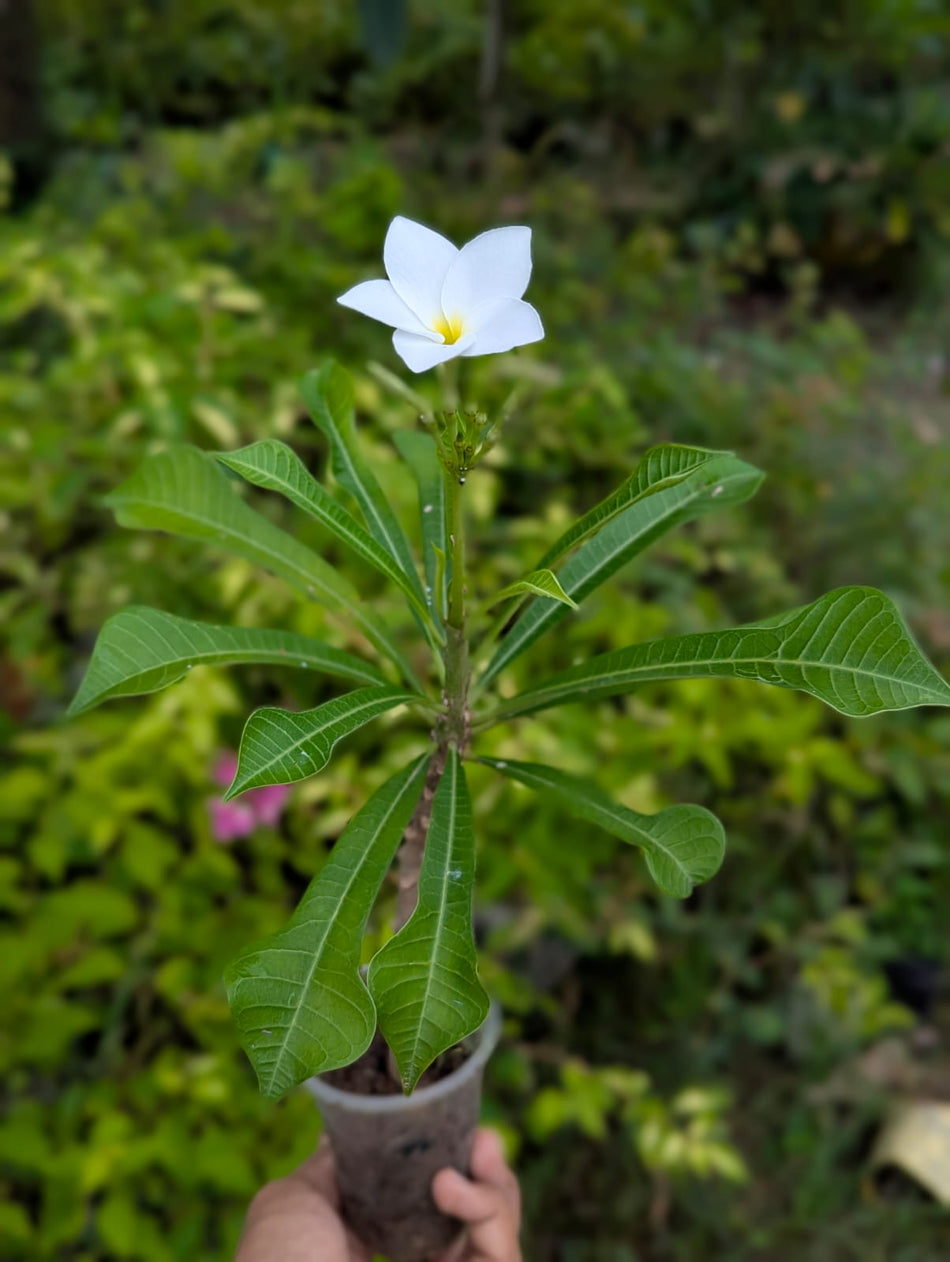 নাগ চাঁপা ফুল গাছ | Nagchapa | Plumeria Pudica | Nag Chapa | নাগচাঁপা
