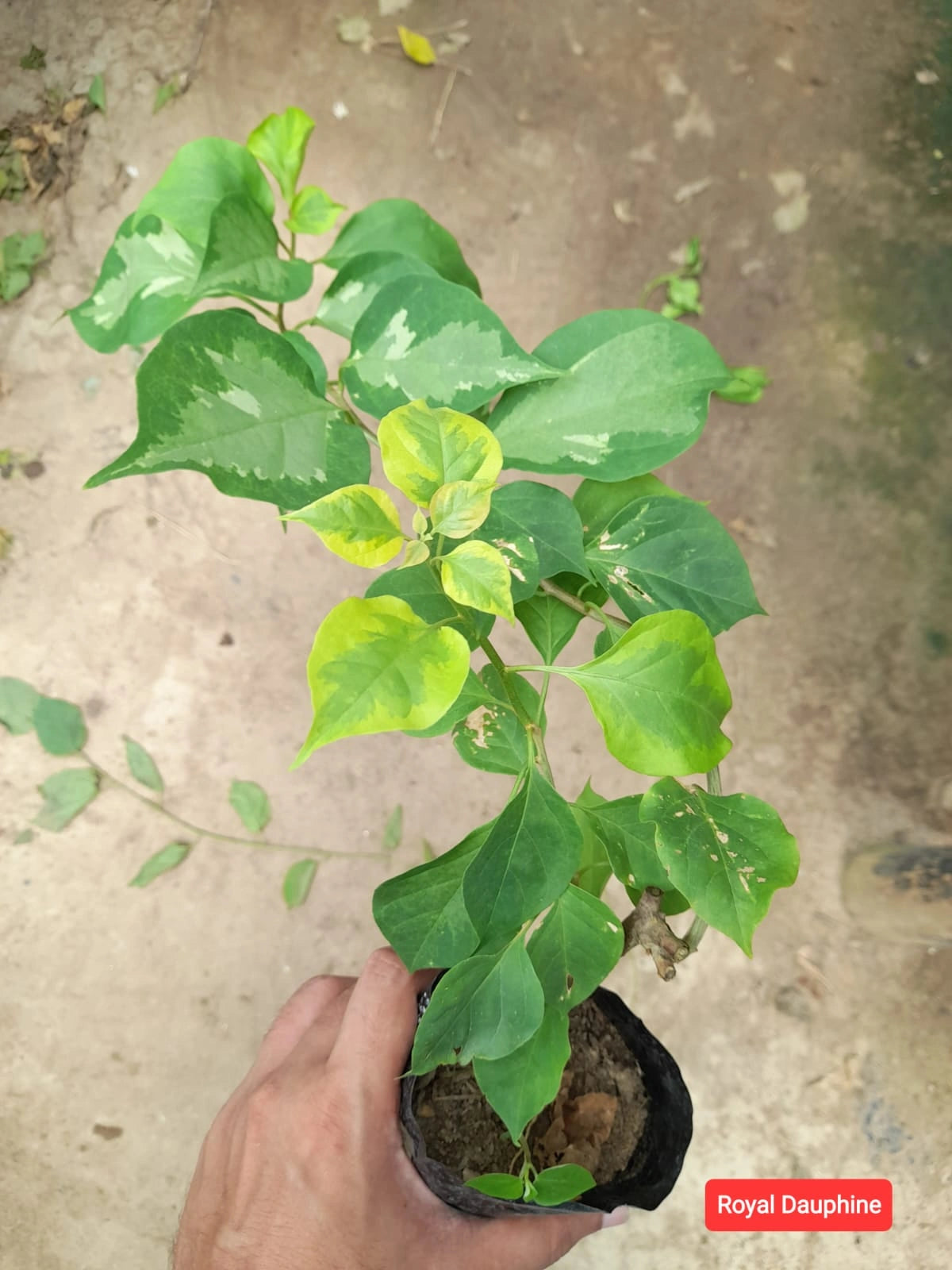 Royal Dauphine Baganbilash