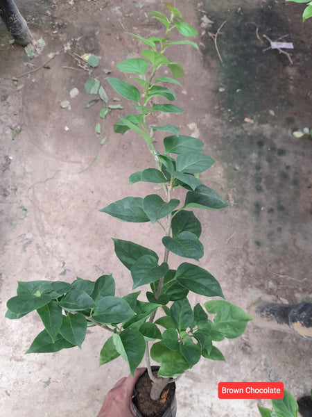 Brown Chocolate Bougainvillea