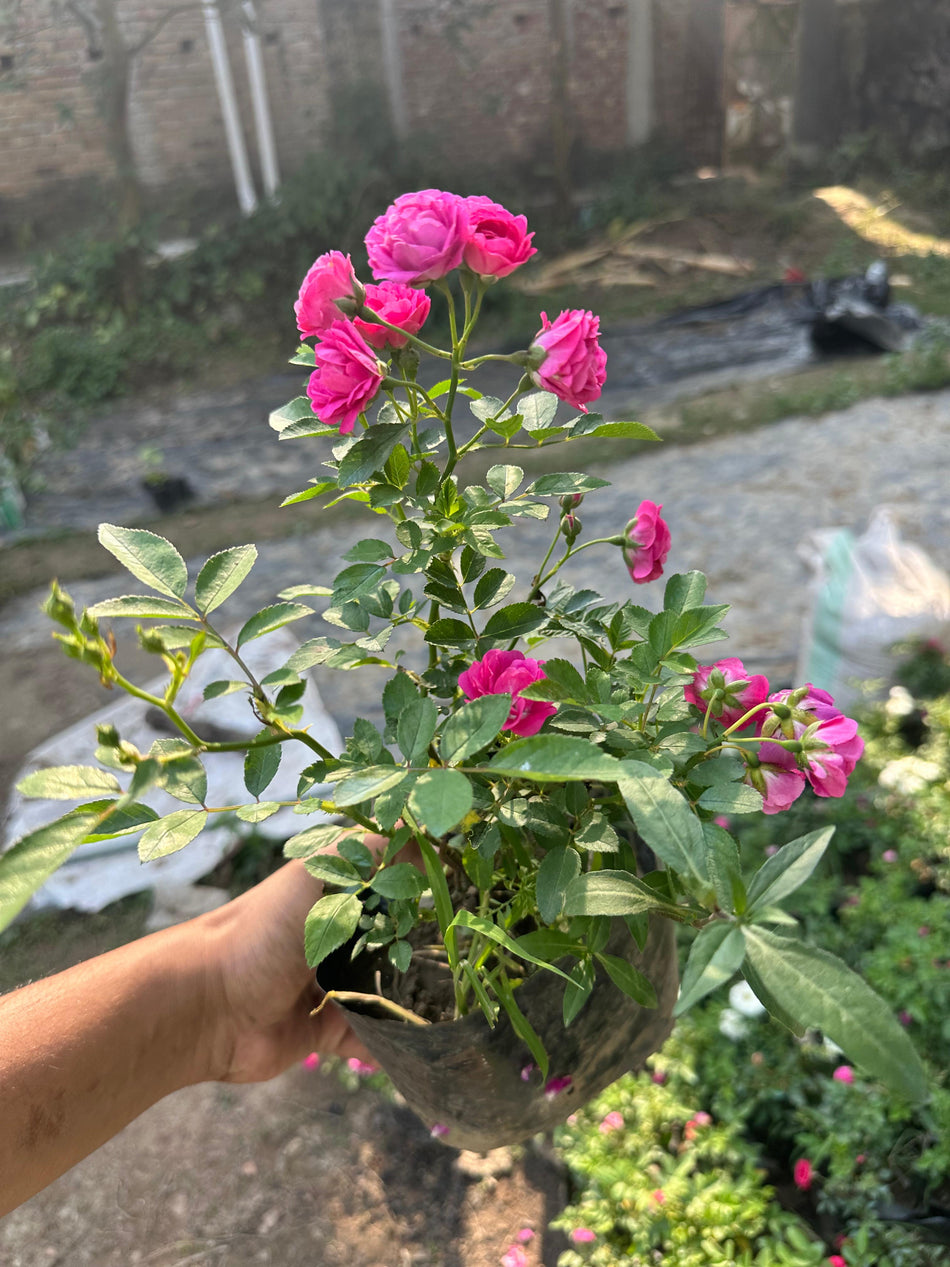 ইন্ডিয়ান হাজারি গোলাপ | Indian Hazari Rose | Hajari Golap