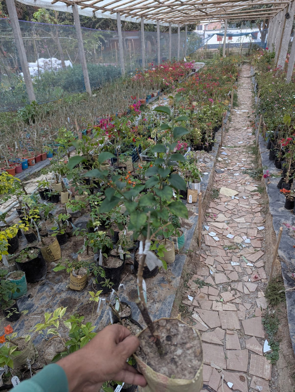 রোজাবেলা বাগানবিলাস | Rosabella Baganbilash Grafted Rare Verity |  Rosabella Bougainvillea