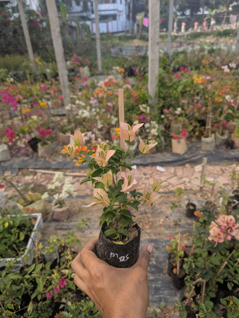ম্যাজিক সাকুরা বাগানবিলাস | Magic Sakura Bougainvillea
