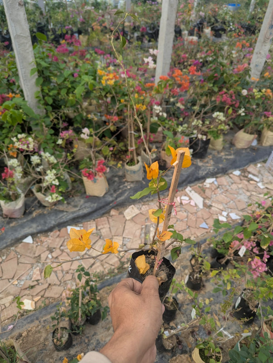 আদারানা ইয়েলো বাগানবিলাস | Adarana Yellow Baganbilash | Adarna Gold Bougainvillea