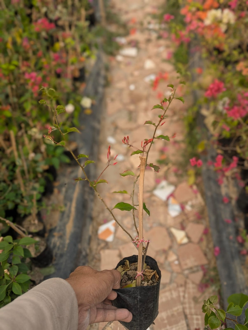 চাইনিজ স্লিপিং বিউটি বাগানবিলাস | Chinese Sleeping Beauty Bougainvillea