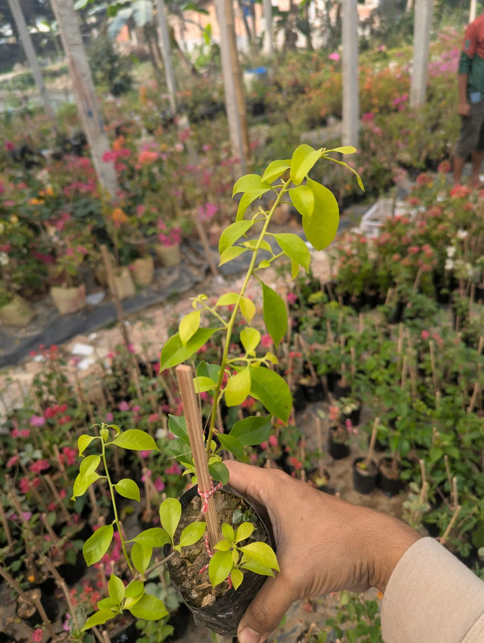 ক্লাউড হোয়াইট বাগানবিলাস | Cloud White Bougainvillea | Sada Baganbilash