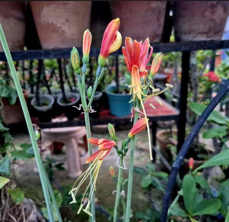 ফড়িং লিলি বাল্ব | Peruvian Lily Bulb