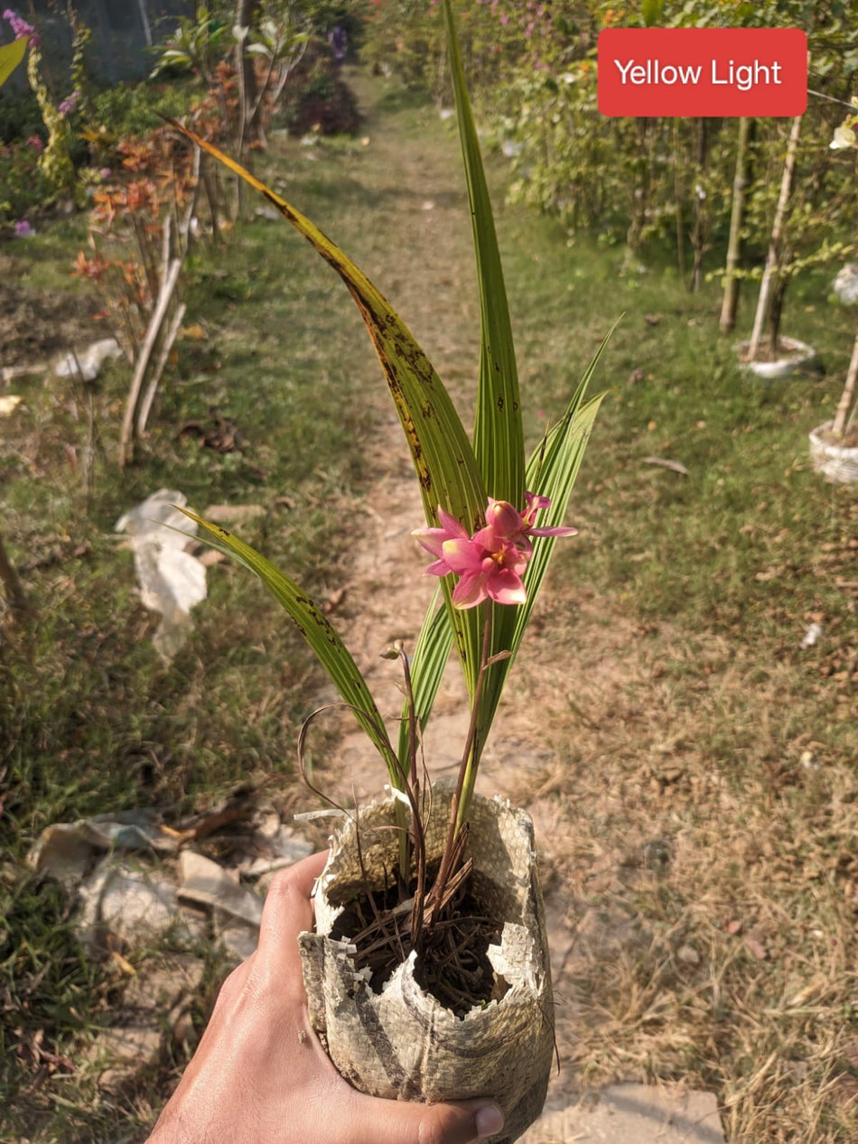 ইয়েলো লাইট গ্রাউন্ড অর্কিড | Yellow Light Ground Orchid (Spathoglottis) – Live Plant