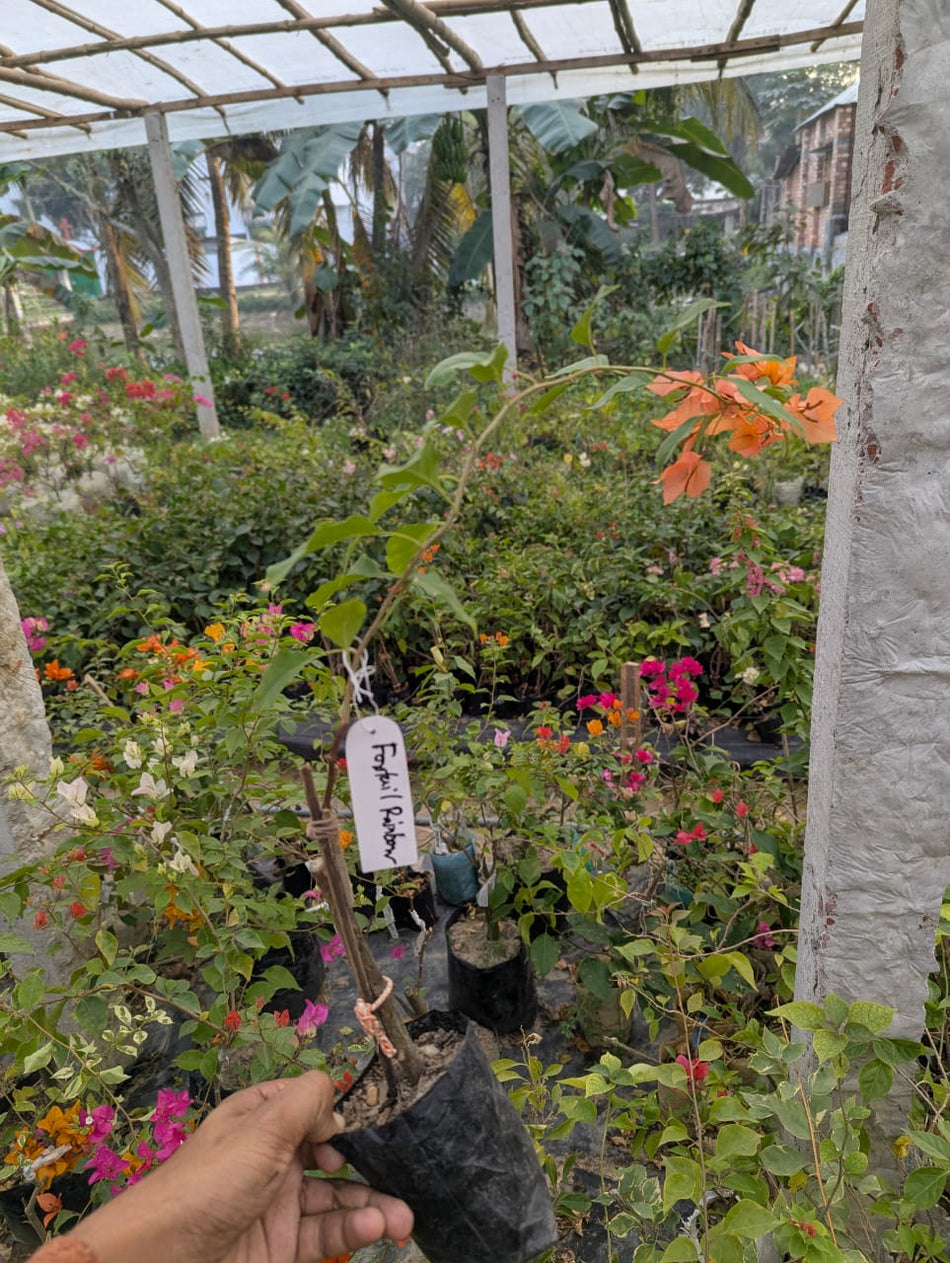 ফক্সটেইল রেইনবো বাগানবিলাস | Foxtail Rainbow Baganbilash | Foxtail Rainbow Bougainvillea