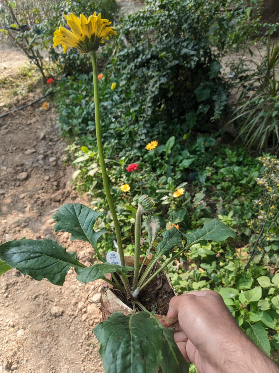 হলুদ জারবেরা ফুল গাছ | Yellow Gerbera Plant | Transvaal daisy Plant