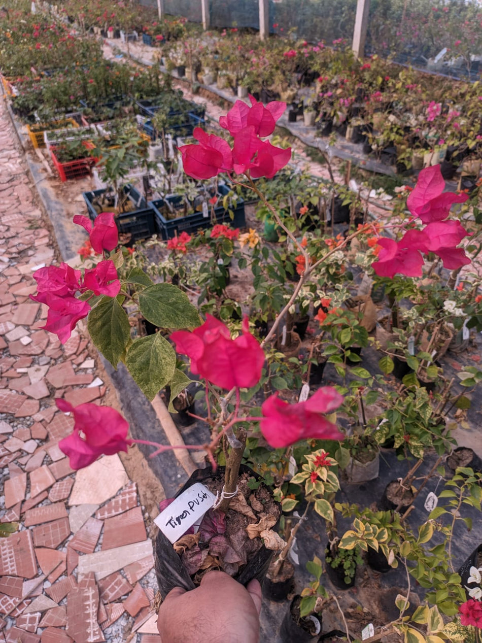 টাইগার পিভি সেন বাগানবিলাস | Tiger PV Sane Baganbilash | Tiger PV Sane Bougainvillea Grafted