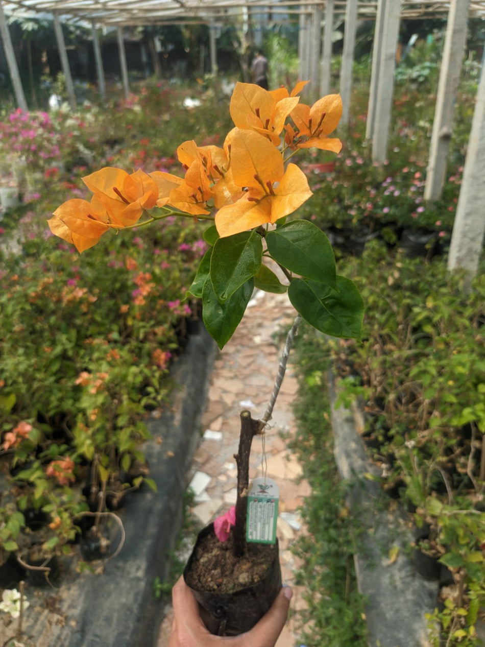 ওয়াটারমেলন ইয়েলো বাগানবিলাশ | Watermelon Yellow Bougainvillea | Watermelon Yellow Baganbilash