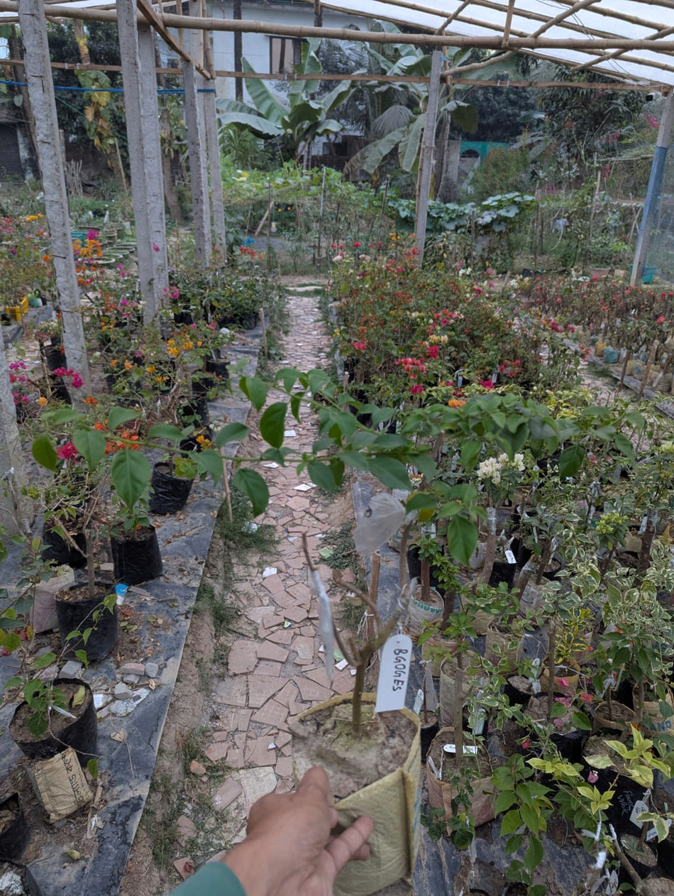 বিগোজেস বাগানবিলাস | BGoges Baganbilash Grafted Rare Verity |  BGoges Bougainvillea
