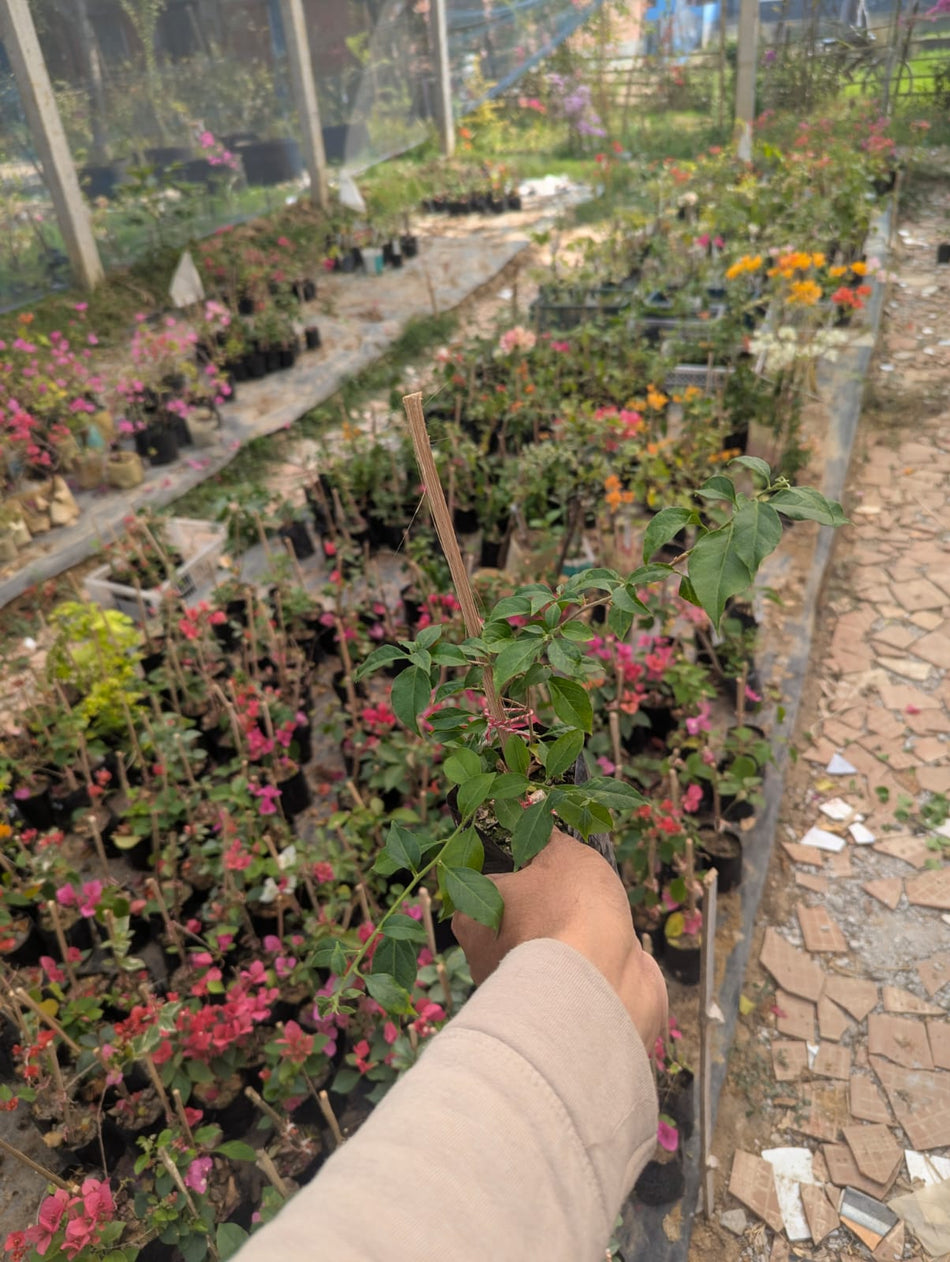 ফ্লেম হোয়াইট বাগানবিলাশ | Flame White Bougainvillea | Flame White Baganbilash