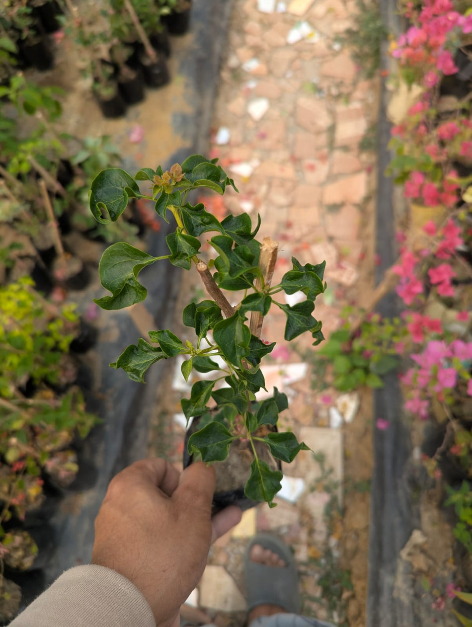 মোনালিসা ইয়োলো জিন্দা বাগানবিলাস | Monalisa Yellow Jinda Bougainvillea Plant | Monalisa Yellow Jinda Baganbilash