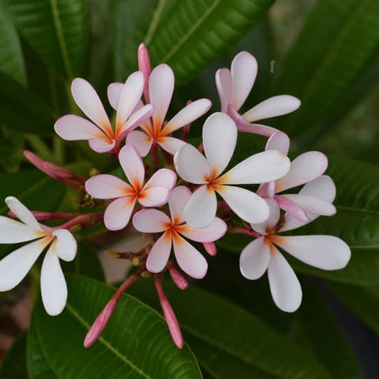 সিঙ্গাপুর ডোয়াফ কাঠগোলাপ | Singapore Dwarf kathgolap | Plumeria Obtusa | Frangipani